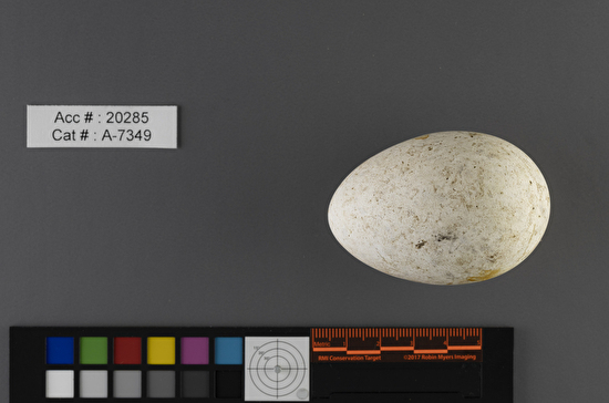 Fratercula arctica  single egg