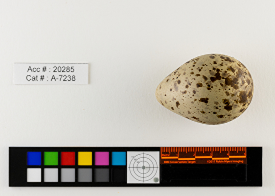 Limosa fedoa  single egg