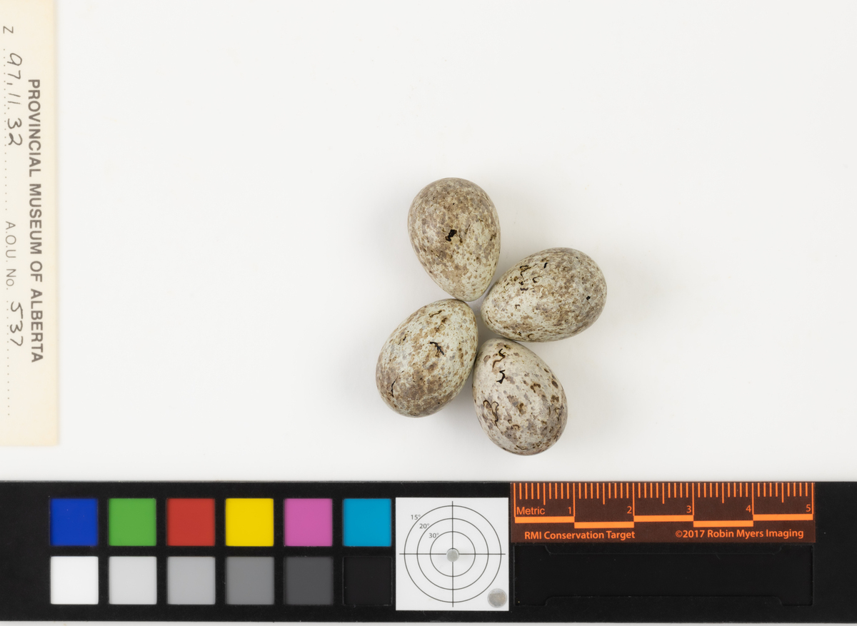 Calcarius pictus | Bird Eggs of Canada