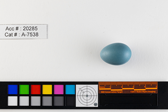 Turdus migratorius  single egg