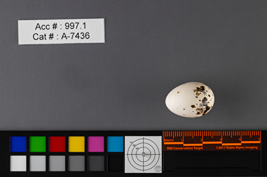 Tyrannus verticalis  single egg