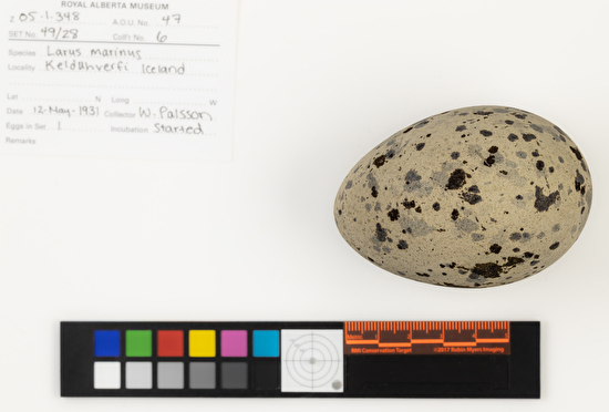 Larus marinus single egg