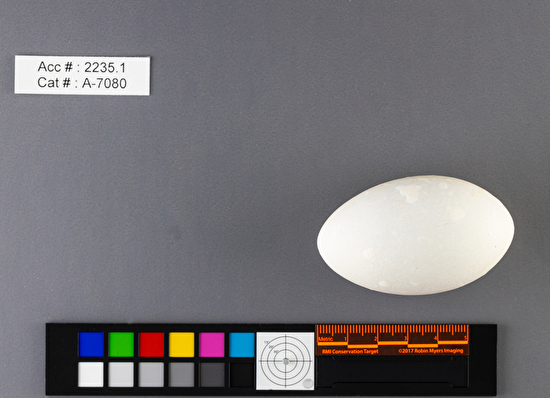 Aechmophorus occidentalis  single egg