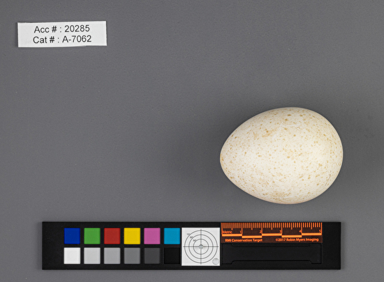 Meleagris gallopavo  single egg