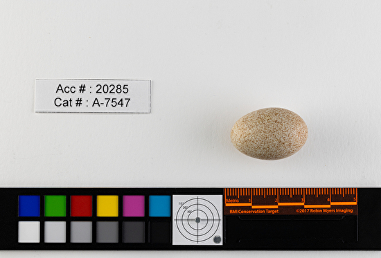 Toxostoma rufum  single egg