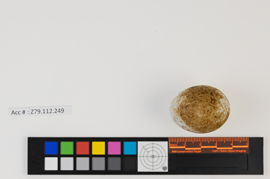 Accipiter striatus single egg