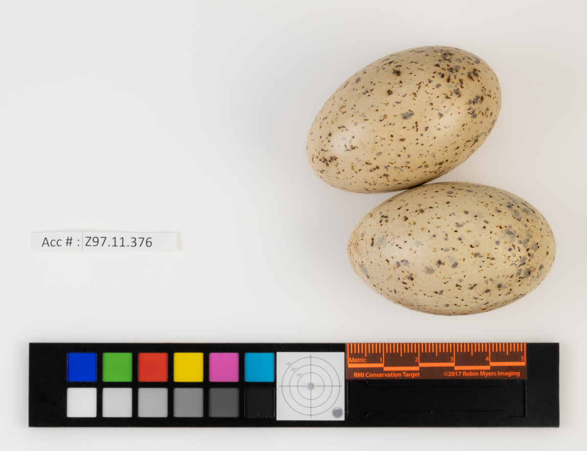 Synthliboramphus antiquus Bird Eggs of Canada