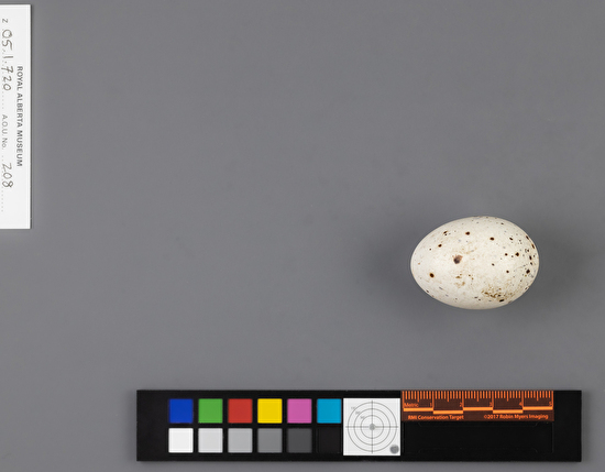 Rallus elegans single egg