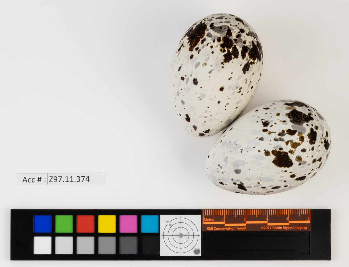 Cepphus columba Bird Eggs of Canada