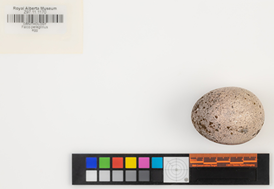 Falco peregrinus single egg