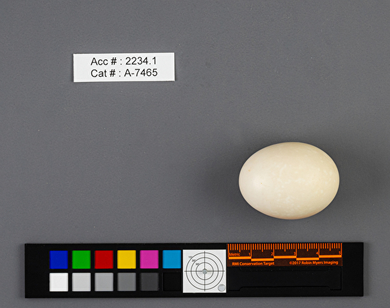 Anas crecca  single egg