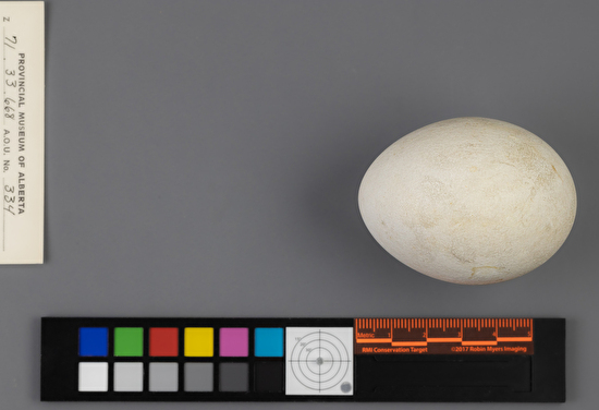 Accipiter gentilis single egg