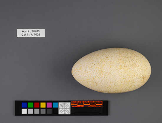 Cygnus buccinator single egg