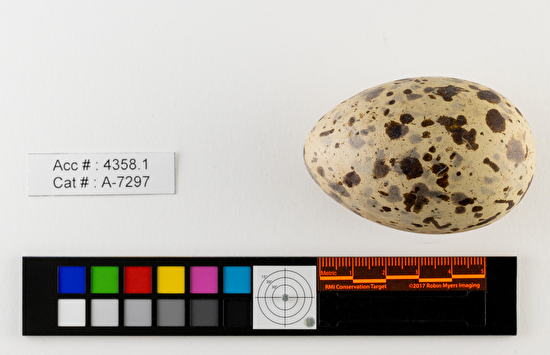 Larus californicus  single egg