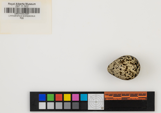 Limnodromus scolopaceus single egg