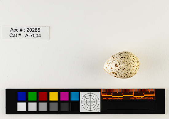 Callipepla californica  single egg