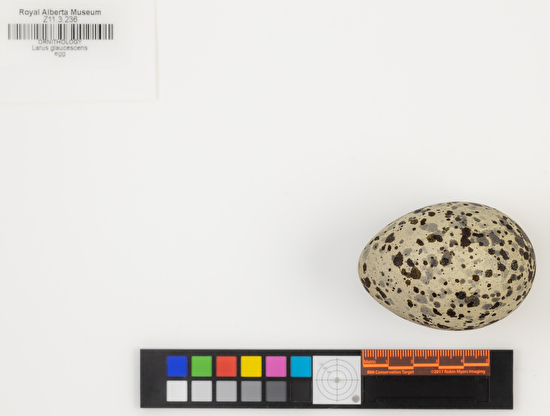 Larus glaucescens single egg