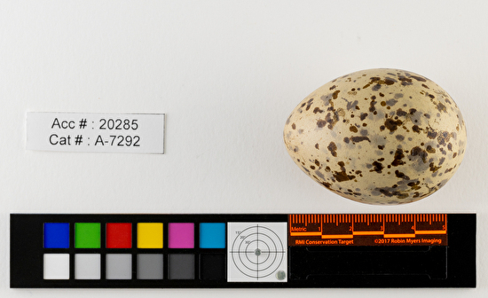 Larus delawarensis  single egg