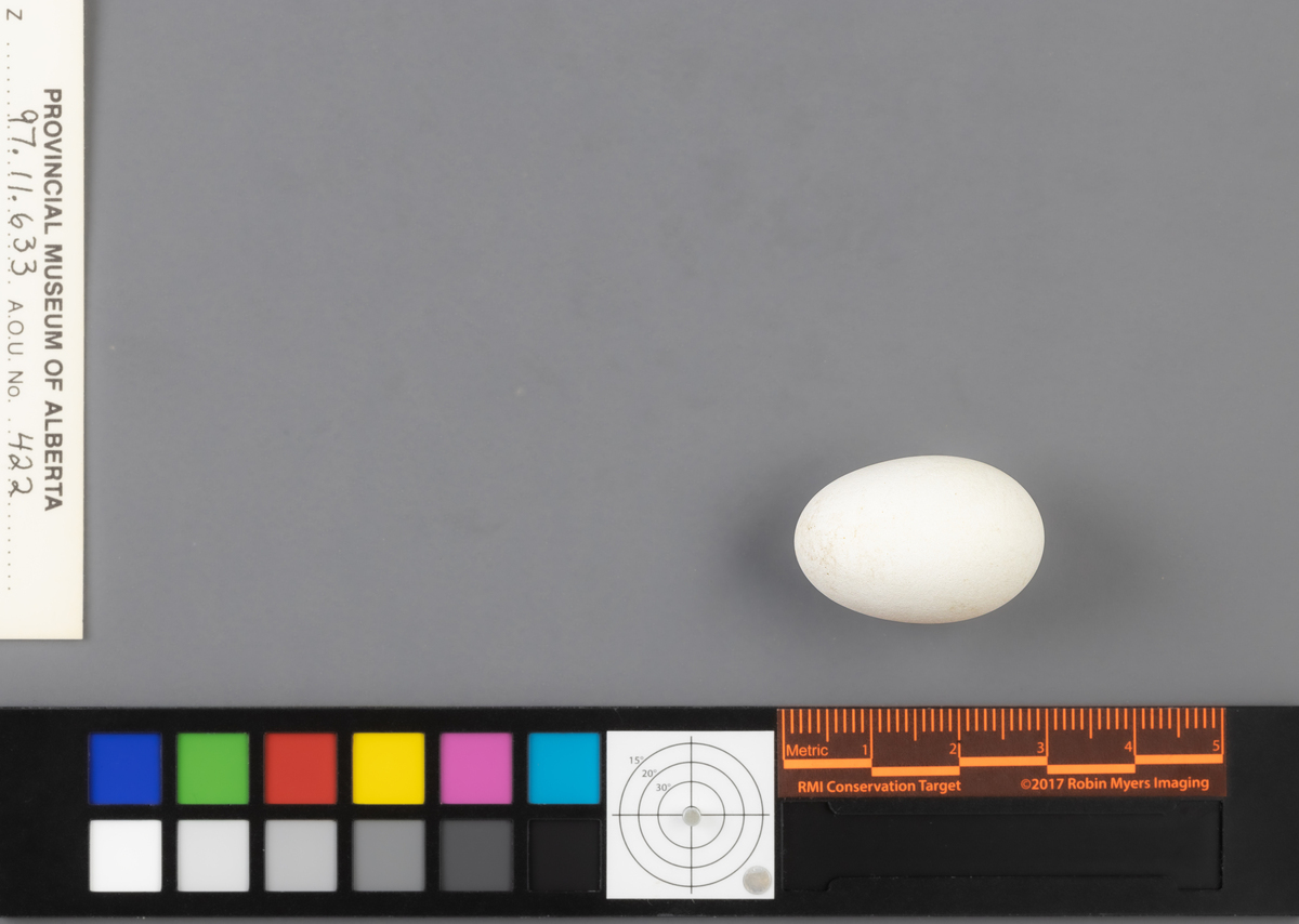 Cypseloides niger Bird Eggs of Canada