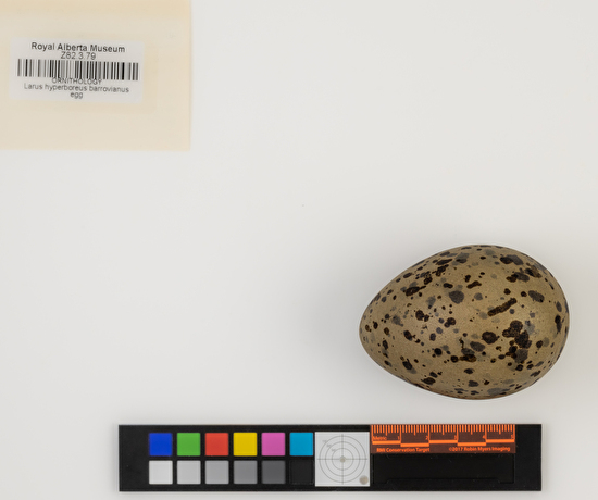 Larus hyperboreus single egg