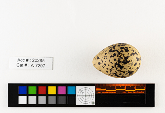 Recurvirostra americana  single egg