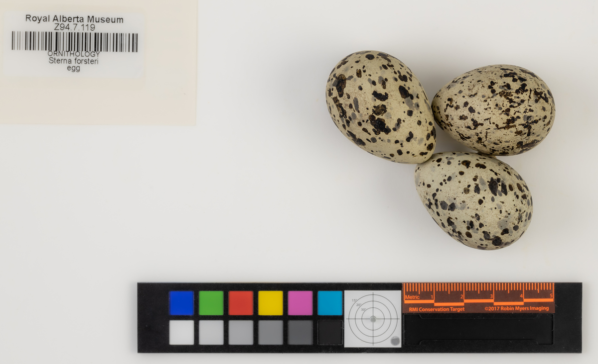 Sterna forsteri Bird Eggs of Canada