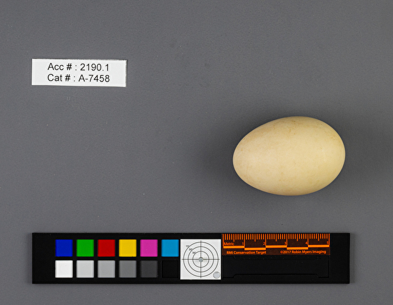 Spatula clypeata  single egg