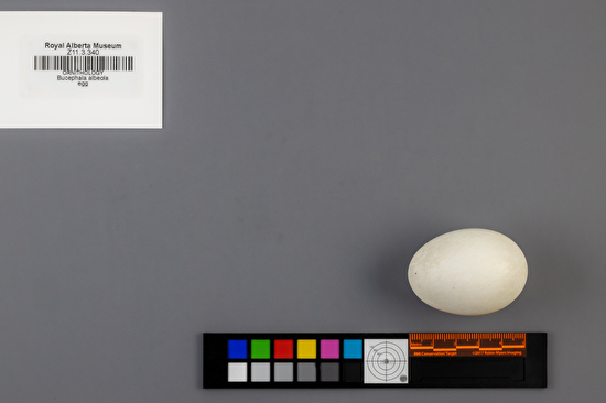 Bucephala albeola single egg