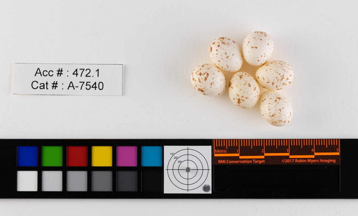 Poecile atricapillus Bird Eggs of Canada