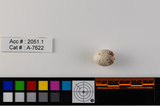 Junco hyemalis  single egg