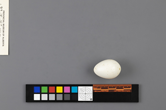 Dryocopus pileatus single egg