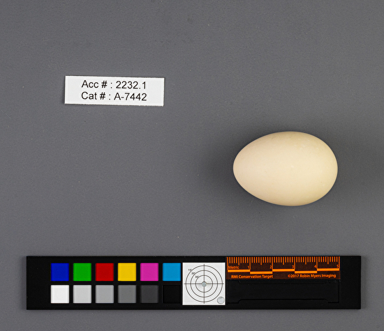 Spatula discors  single egg