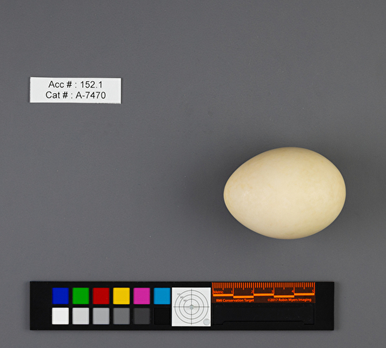 Aythya americana  single egg
