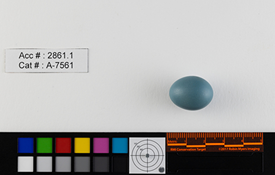 Dumetella carolinensis  single egg