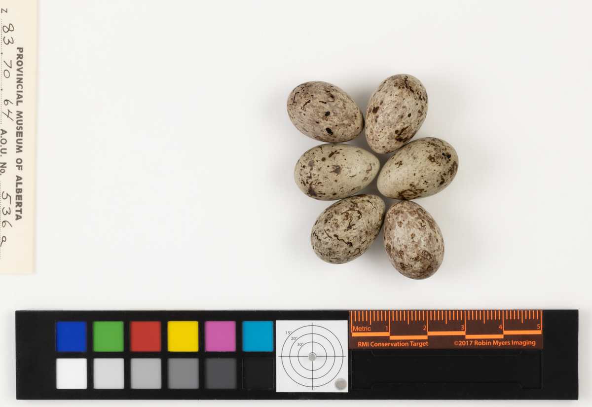 Calcarius lapponicus | Bird Eggs of Canada