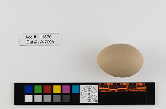 Botaurus lentiginosus  single egg