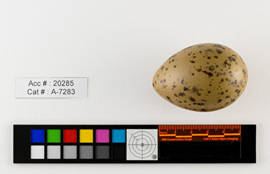 Larus canus  single egg