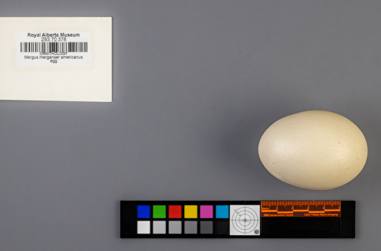 Mergus merganser single egg