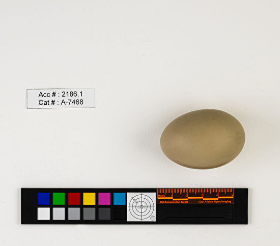 Aythya affinis  single egg