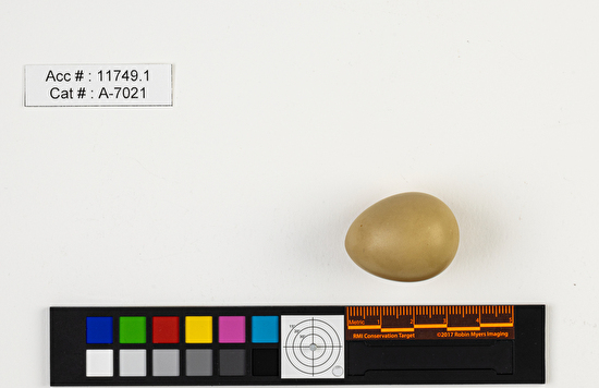 Perdix perdix  single egg