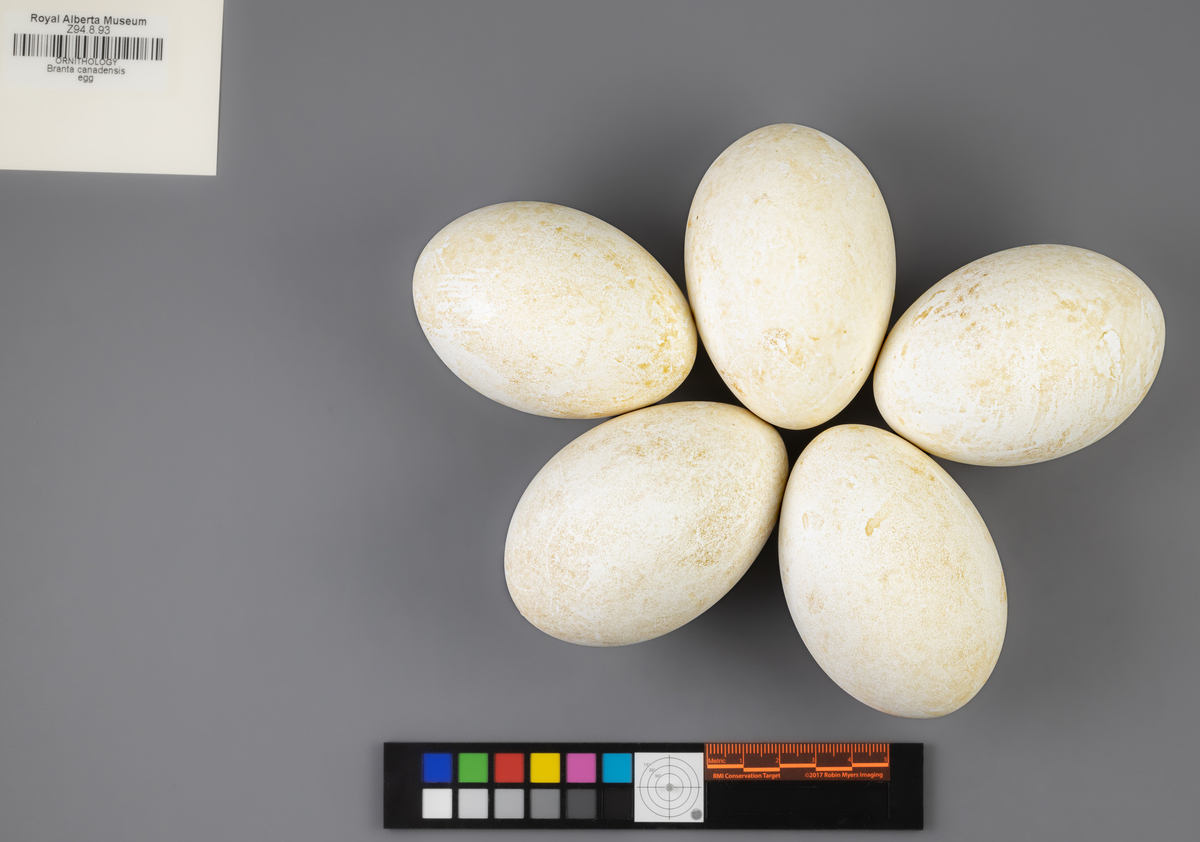 Branta bernicla | Bird Eggs of Canada