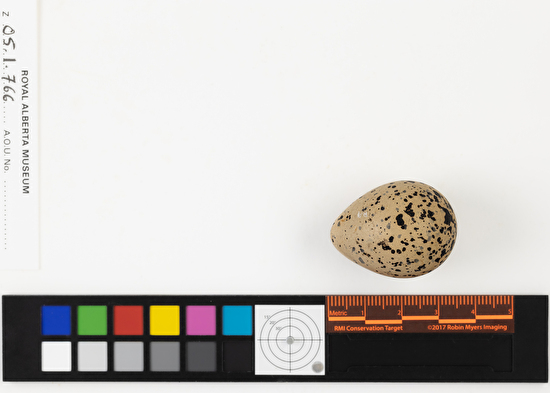 Charadrius hiaticula single egg